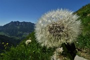 24 Infruttescenza di Tarassaco (Taraxacum officinale) 